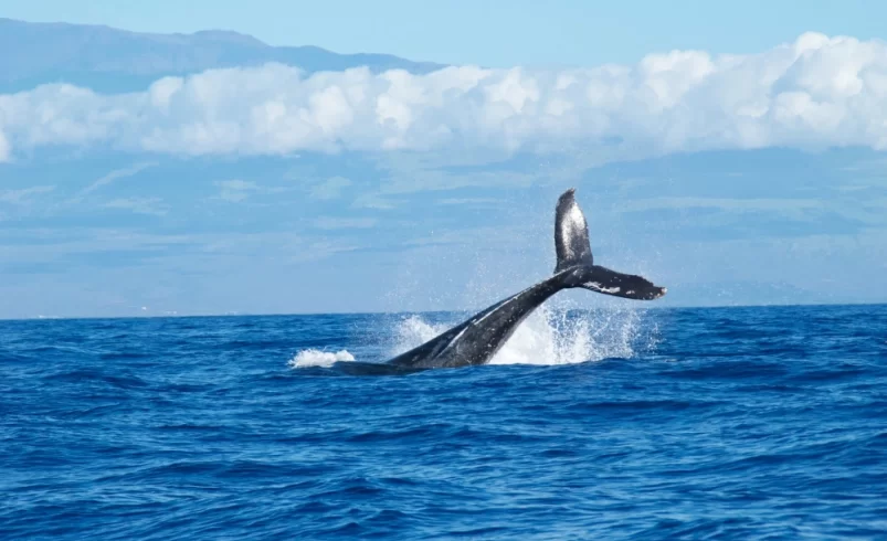 Why This Whale Poop Is Called Floating Gold