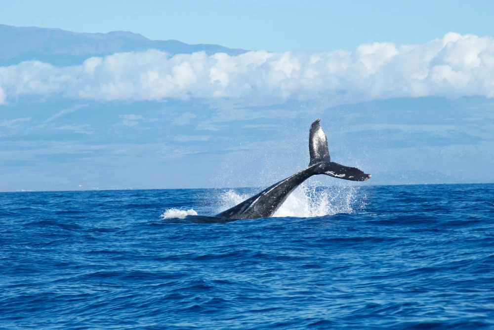 Why This Whale Poop Is Called Floating Gold